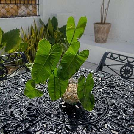Hotel Boutique Casa Xaan バリャドリッド エクステリア 写真